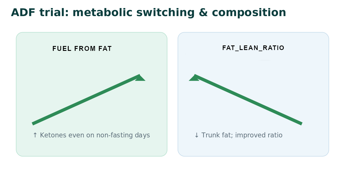 Metabolic switching: ketones up, trunk fat down on ADF